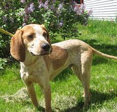 Pin On American English Coonhound