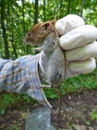 Medikamentöse prophylaxe existiert nicht, siehe merkblatt hantavirus. Hantavirus Fuchsbandwurm Zecken Infektionskrankheiten Im Wald Waldwissen Net