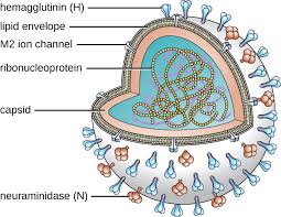 Researchers determined the structure of a rhinovirus c, a virus linked to severe asthma attacks, colds, and other respiratory infections. Viral Infections Of The Respiratory Tract Microbiology