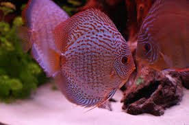 How is discus with other fish? Discus Fish Species Information And Pictures Petguide