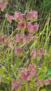 Image result for Kalanchoe pinnata