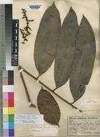 Image result for Trichoscypha lucens