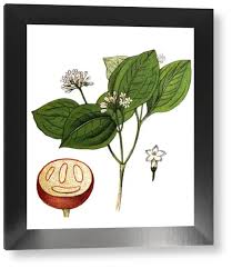 Image result for Strychnos