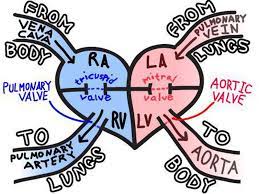 Check spelling or type a new query. Blood Flow Through The Heart Coolguides