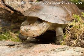 Looking like cousins with the african helmeted turtle, the african sideneck turtle, aka african mud turtle, attained its name from location and neck disposition. Helmeted Turtle Encyclopedia Of Life