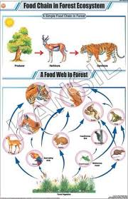 Food Chain In Forest Ecosystem For General Chart