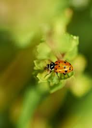 We found ladybug eggs at our house. Marvelous Metamorphosis Natural History Museum