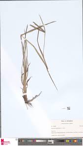 Image result for Brachyachne patentiflora