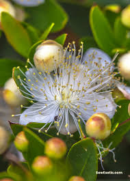 Image result for Myrtus communis