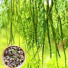 Image result for Moringa