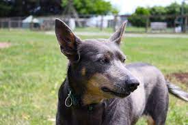 Kelpie Days By Maddogdodge On Deviantart Australian Kelpie Kelpie Puppy Beautiful Dogs