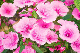 We did not find results for: Beautiful Garden Flowers Common Names For Species In This Genus Include Fairy Lily Stock Photo Picture And Royalty Free Image Image 61767622