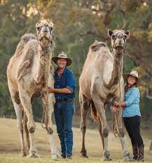 Coub is youtube for video loops. How To Train A Camel 3 Step Camel Trianing Video