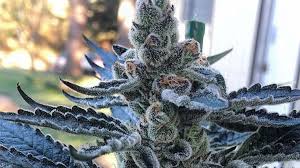 Body aches and pain can be treated . Cookie Dough Cannabis Strain Review Industrial Hemp Farms