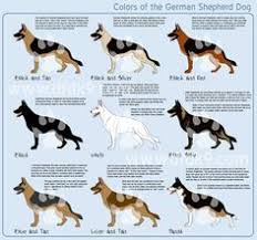 8 Best German Shepherd Images German Shepherd Colors