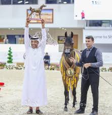النتائج النهائية بالصور لبطولة الشارقة الدولية للجواد العربي ٢٠٢٠ arabian horse horses arabians