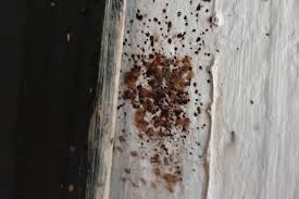 How to choose a quality pest control company. What To Look Out For When Choosing A Pest Control Company