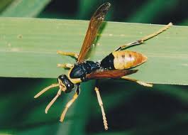 All Black Bug That Looks Like A Wasp Black And Yellow Large Paper Wasp Polistes Tepidus Avispa Bichos