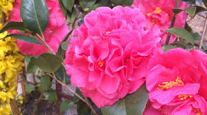 Shapely form, lush green foliage and flamboyant flowers make these excellent garden plants, and they grow from subtropical brisbane to the frosty hills of tasmania. Camellia Care And Planting Tips The Good Earth Garden Center