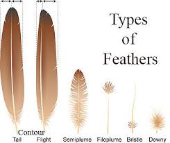Birds Of A Feather Festival 2020 Pin By Xavier Arnold On Feathers Types Of Feathers Feather Bird Wings