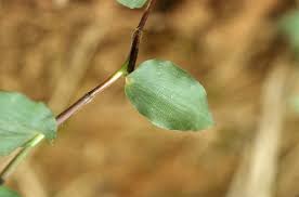 Image result for Panicum brevifolium