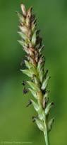 Image result for Sacciolepis indica