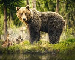 8,800 likes · 3 talking about this. Mammal Facts By World Animal Foundation