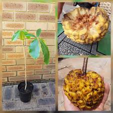 Image result for Myrianthus arboreus