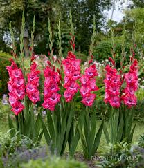 Image result for Gladiolus melleri