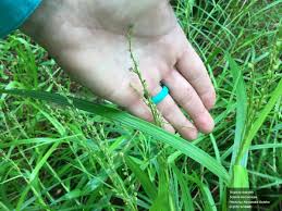 Image result for Scleria mikawana