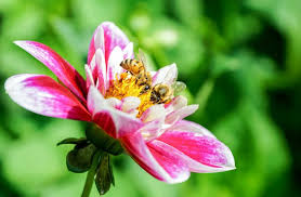 We did not find results for: How To Get Rid Of Midge Bugs No See Ums Naturally Bugwiz