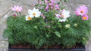 De quoi donner à votre jardin de belles couleurs ensoleillées ! Que Planter Dans Ses Jardinieres D Ete M6 Deco Fr