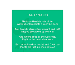 Plant cells have a cell wall, but animals cells do not. Animal Vs Plant Cell Differences Similarities Expii