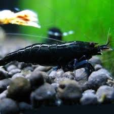 1 Black King Kong Shrimp Shrimp Freshwater Aquarium Shrimp Betta Fish Types