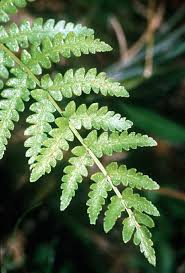 Image result for Vahadenia