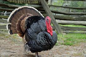 Check spelling or type a new query. Broad Breasted Bronze Turkey Poults Cackle Hatchery Bronze Turkey Turkey Poults Turkey Breeds