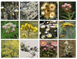 Image result for Helichrysum harveyanum