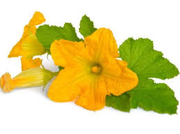 Maybe you would like to learn more about one of these? Learn Why Zucchini Blossoms Fall Off Plants