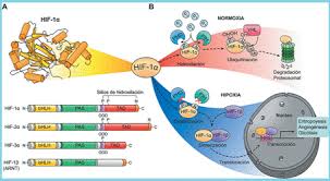 Learn and reinforce your understanding of hypoxemia and hypoxia through video. Mecanismo Sensor Y De Adaptacion A Los Niveles De Oxigeno Y Su Implicancia En Las Enfermedades Cardiovasculares A Proposito Del Premio Nobel De Fisiologia Medicina 2019