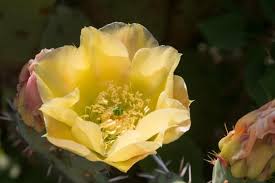 Proper watering of cactus during spring and summer is vital as it helps in cell production, blooming, and fruiting. Prickly Pear Cactus Texas State Plant Can Purify Drinking Water Navasota Examiner