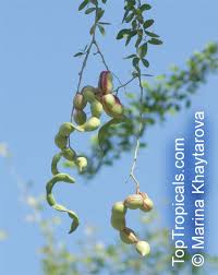 Image result for Pithecellobium