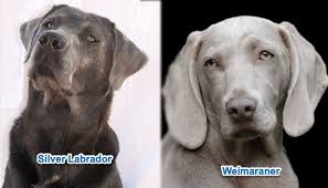 We are a silver labrador breeder specializing in silver lab puppies, charcoal lab puppies, check out our website for more information. Silver Lab Vs Weimaraner What S The Difference Doggie Designer