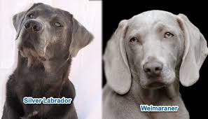 Newest oldest price ascending price descending relevance. Silver Lab Vs Weimaraner What S The Difference Doggie Designer