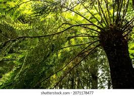 Image result for Cyathea capensis