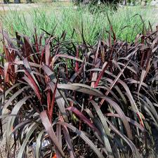 Maybe you would like to learn more about one of these? Princess Molly Pennisetum Plant For Sale Fountain Grass Free Shipping