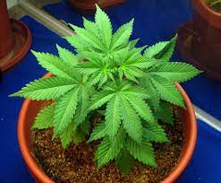 Nos encontramos ante un limbo legal en el que a pesar de que el consumo de cannabis en españa esté legalmente prohibido y. Wann Cannabis Pflanzen Zur Blute Bringen Weedseedshop