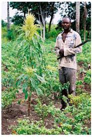 Image result for Psorospermum mechowii