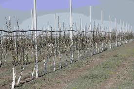 Daca avem o suprafata masurata in ari si dorim sa aflam cate hectare are, calculul este asemanator. Cum SÄ ObÈii 15 Tone De CireÈe De La Un Hectar Din LivadÄ FÄrÄ ScarÄ