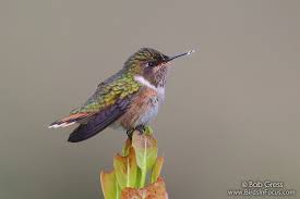 Image result for Isoglossa vulcanicola