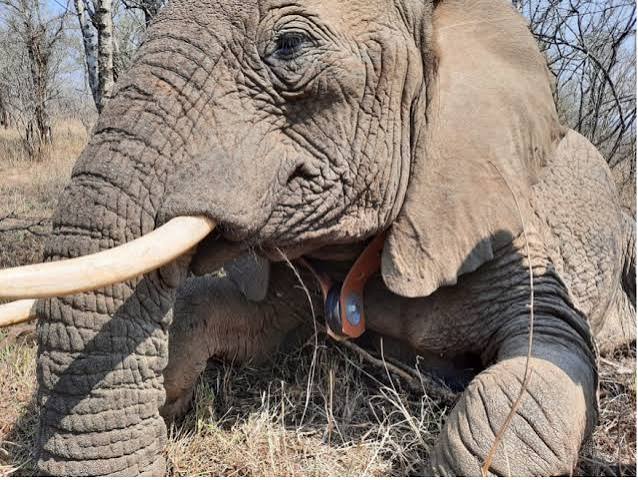 Ceva Wildlife Research Fund supports a fascinating research project in South Africa about elephant population management - Ceva